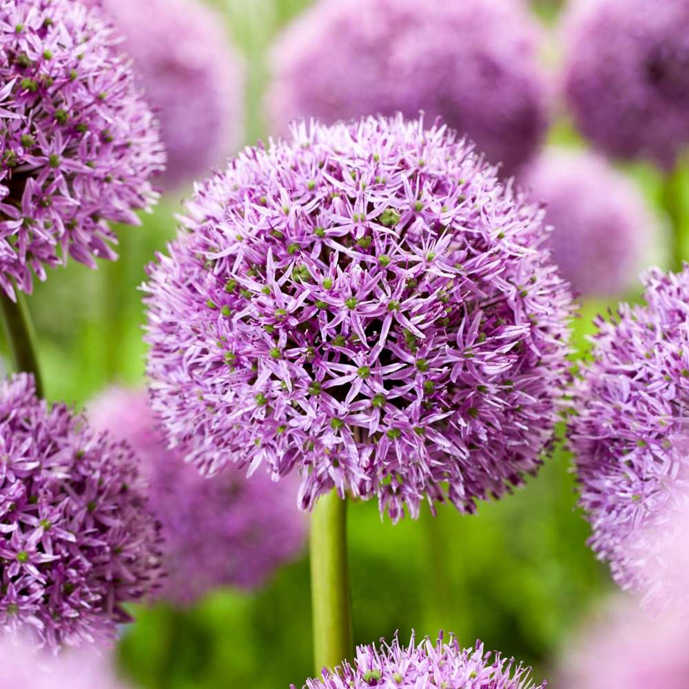 Allium 'Gladiator'